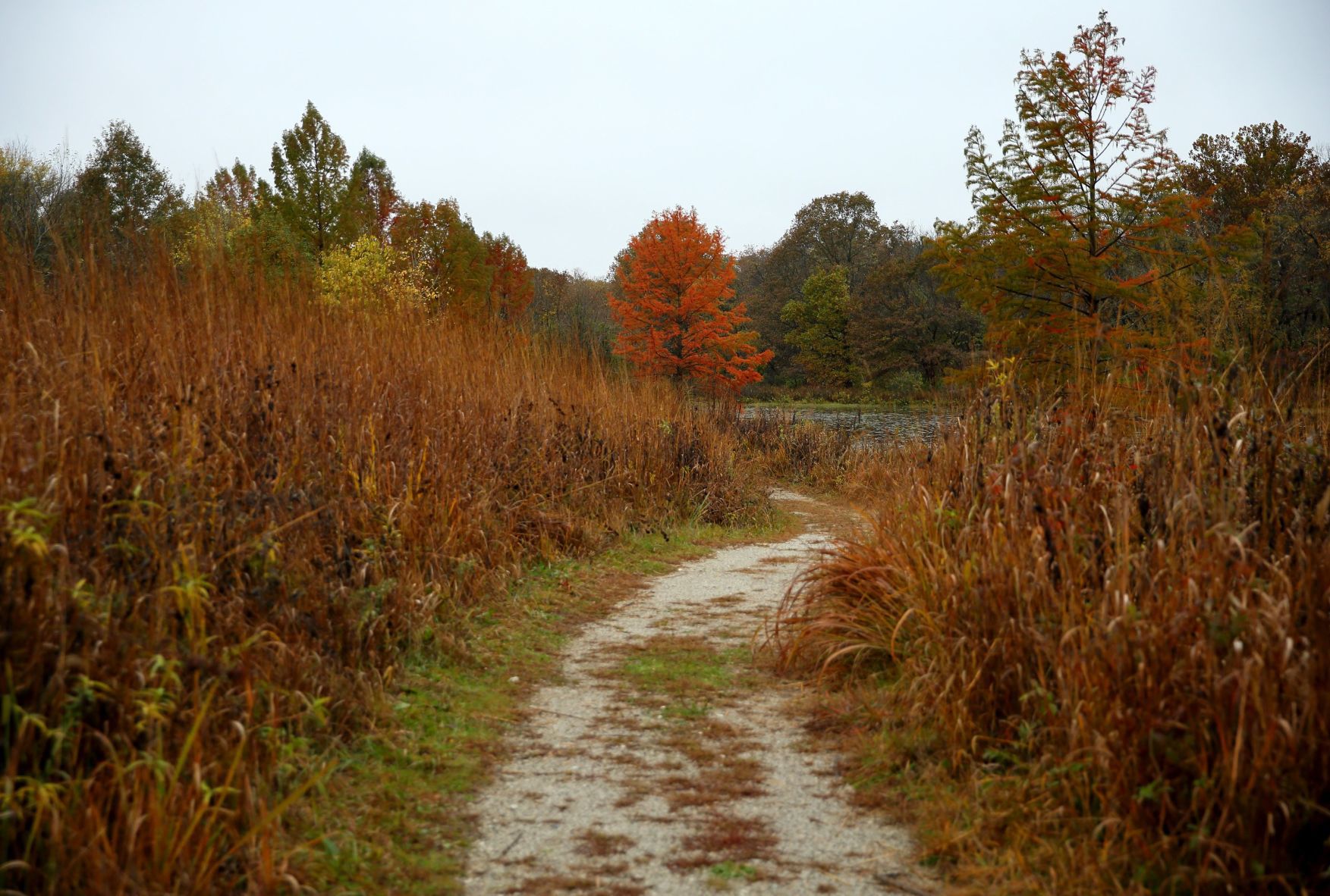 Fall colors at Shaw Nature Reserve